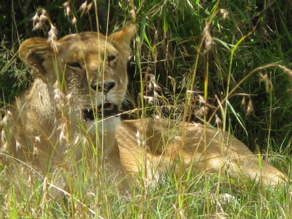 Lioness In The Grass