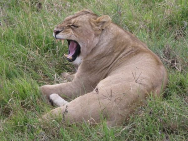 Another Lioness Yawning