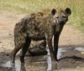 Hyena Taking A Bath