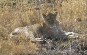 Lioness Relaxing