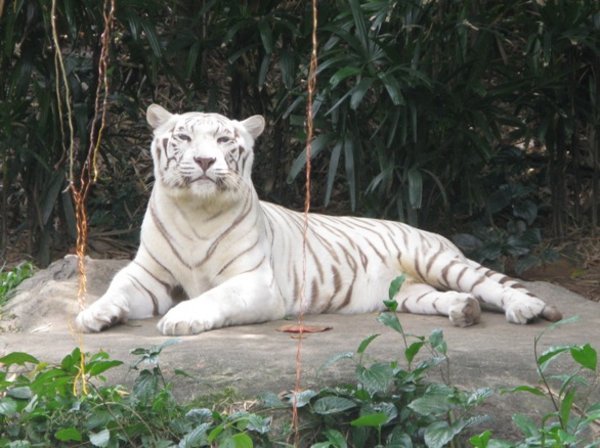 White Tiger - Singapore Zoo