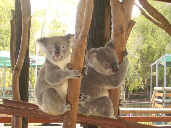 Cute Koalas!