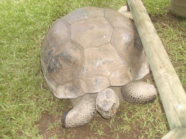 Harriet the 176 Year Old Tortoise!