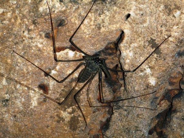 Spiders in the Lanquin cave