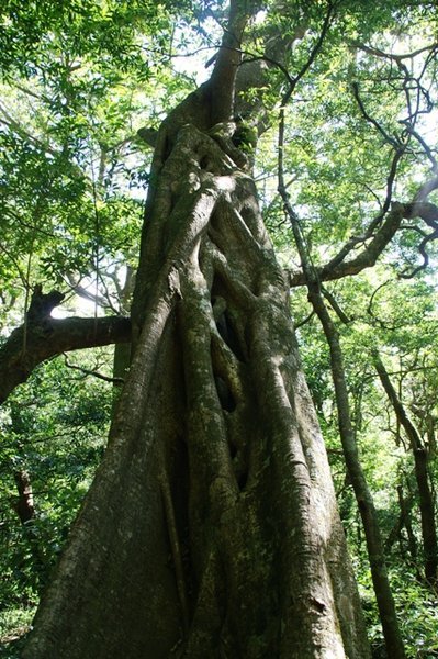 Metapaol Ficus
