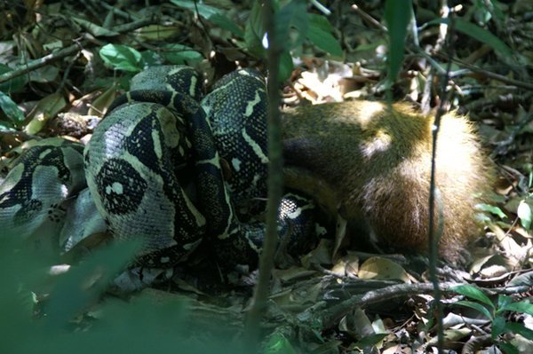 Boa constrictor having lunch