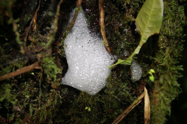Soap suds in the Amazon?