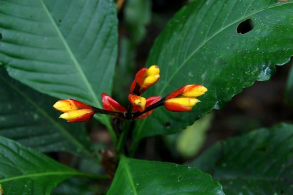Flowers in the Amazon