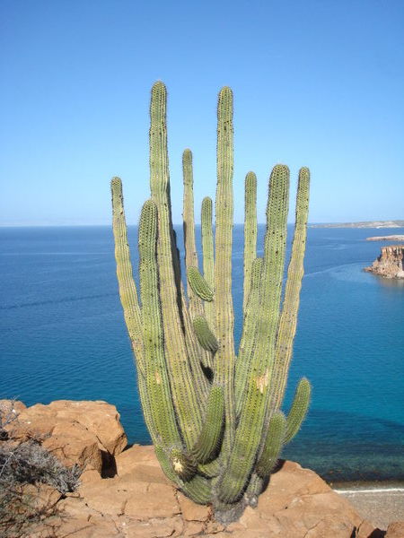 A cactus!