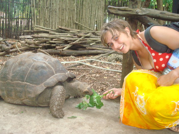 Feeding the giant tortoise on Prison Island