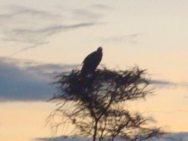 A vulture sizes things up in the early morning sun