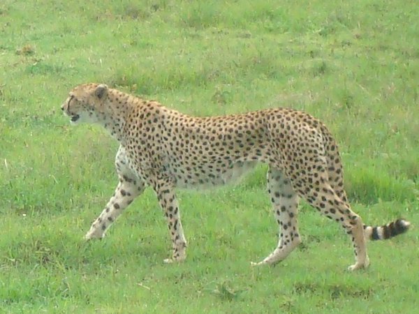 This was the highlight - a leopard strolling casually towards a flock of wildebeest...
