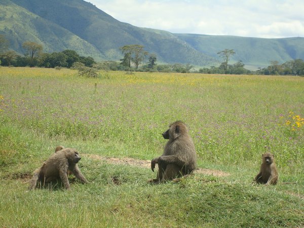 Saying goodbye to the baboons on our way out of the crater