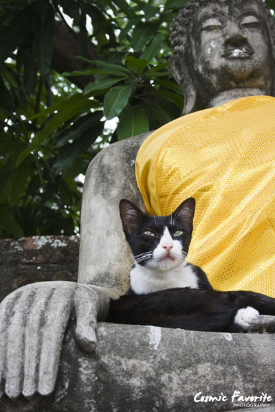Cat with Buddha