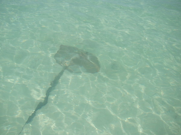 One of the 7 sting rays