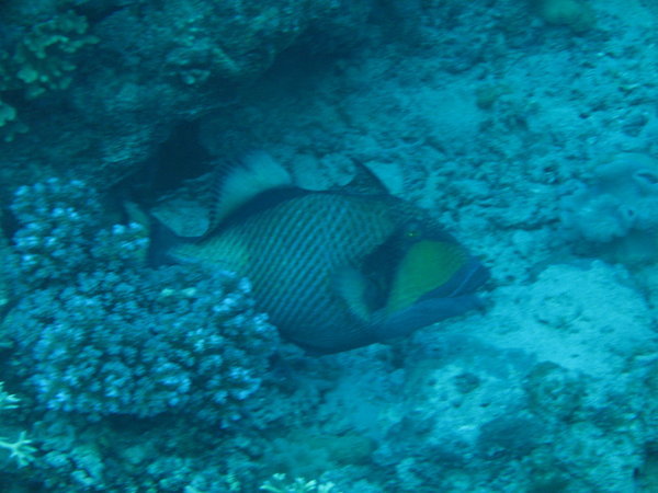 The Trigger fish that attacked me!