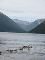 Lake Rotoiti and the ducks