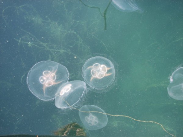 Ish Jellyfish