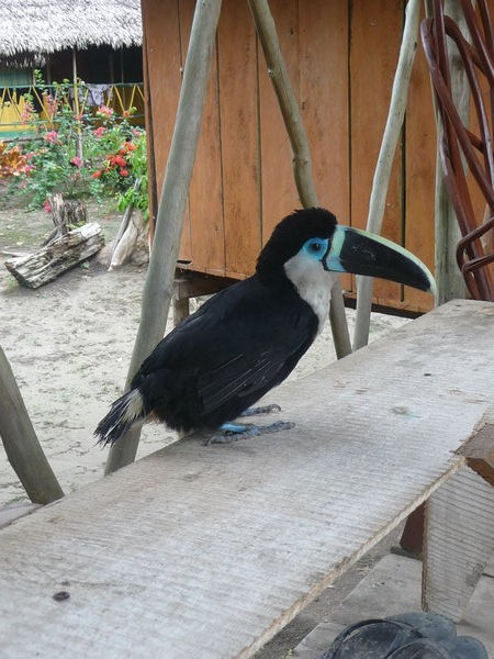 The pet toucan