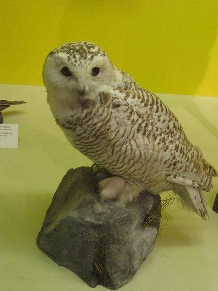 In the Museum of Natural History