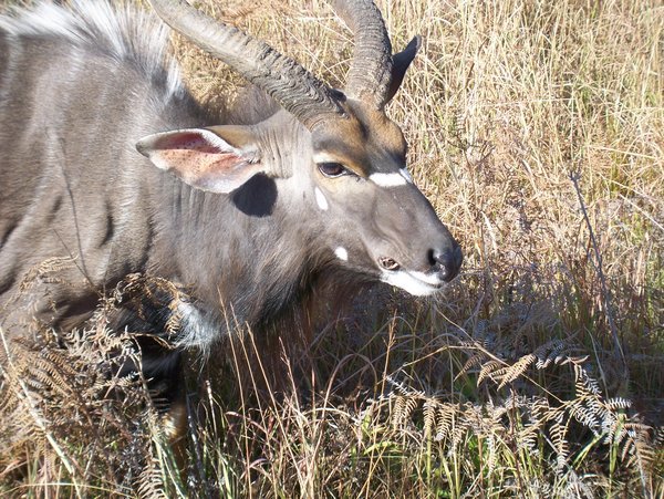 My kudu buddy