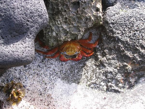 Camera shy crab