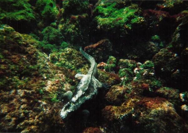 A Marine Iguana having lunch