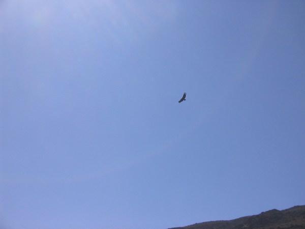 First glimpse of a condor