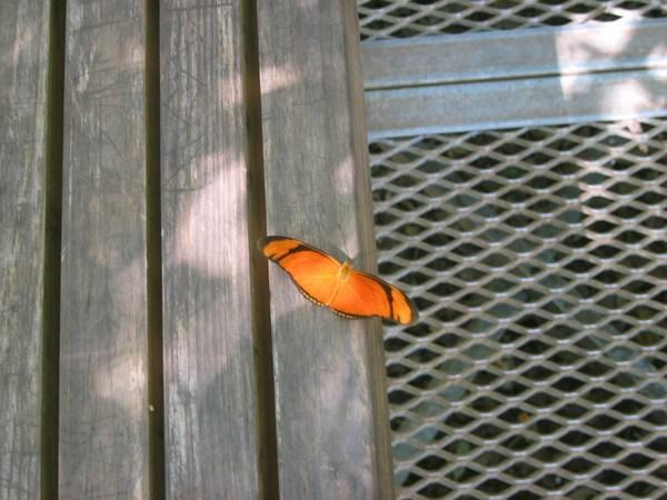 Pretty Butterfly 1
