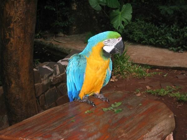 A shy Macaw