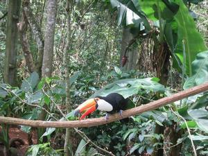 A toucan eyes us up
