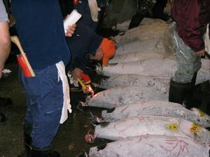 A buyer inspects the tuna at the fish market