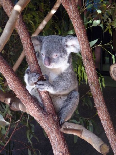 Koala at Zoo