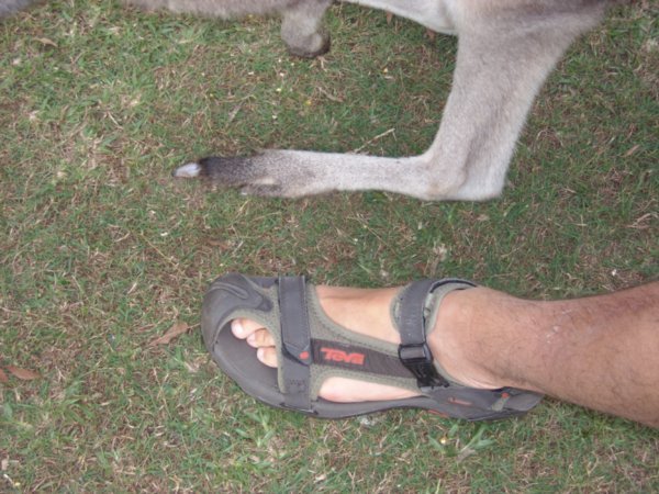 Greg and a Kangaroo compare feet