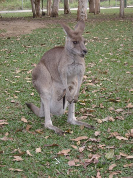 Kangaroo and Joey foot hanging out of pouch