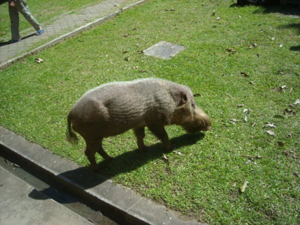 Bearded pig at Bako