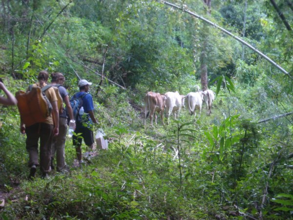 Chiang Mai - cows on the trail