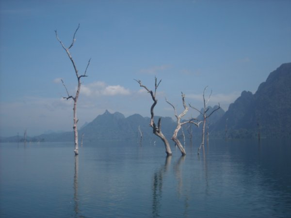 Khao Sok lake old trees2