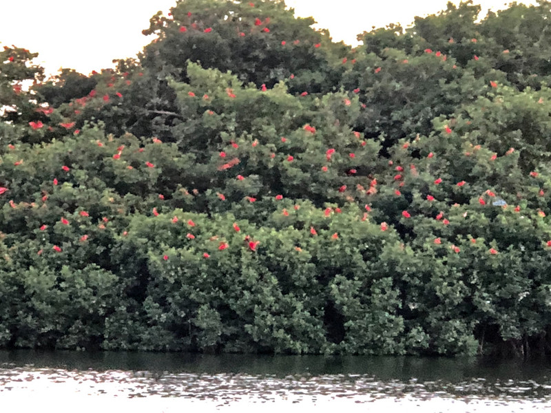 Scarlet Ibis settling in for the night