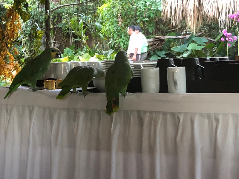 Breakfast with the parrots