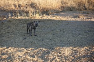 Hyena in Kruger 