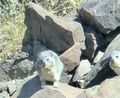 Rock Hyrax on the way up the pass