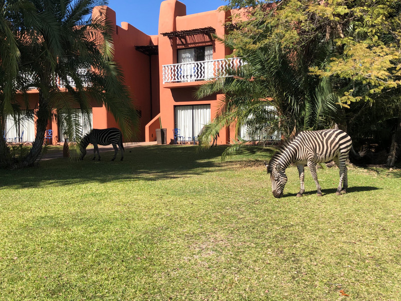 Zebra outside our room