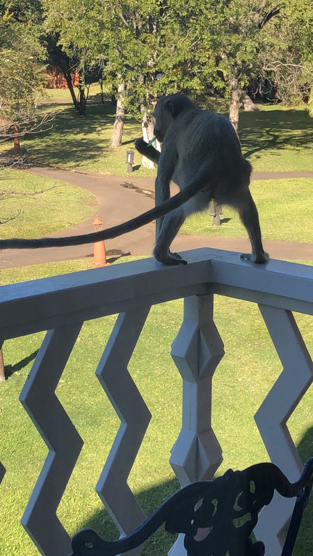 monkey on our balcony