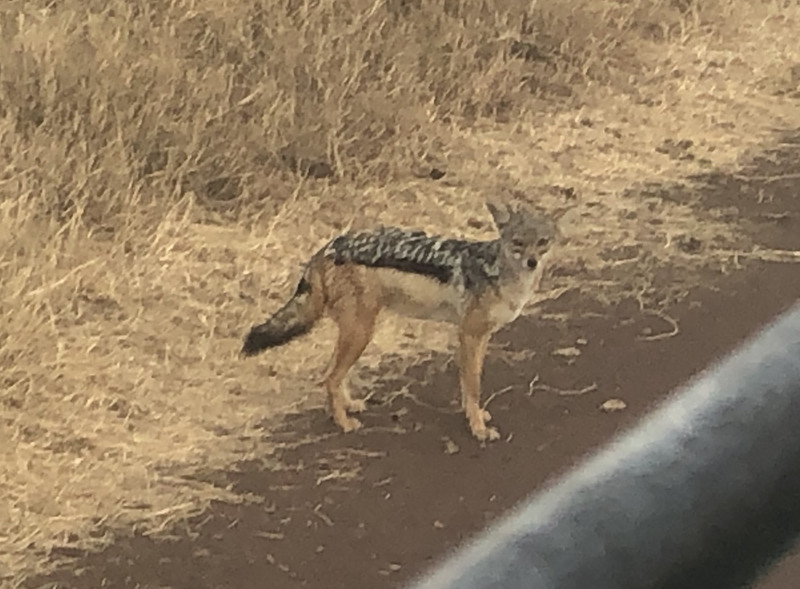 Our first Jackal sighting 