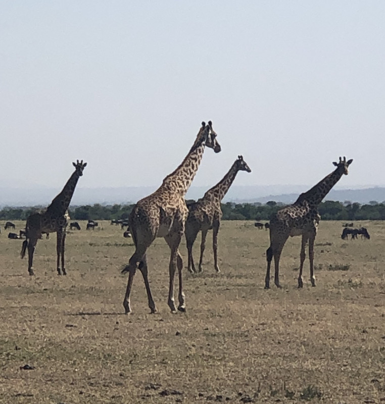 A Tower of Giraffes 