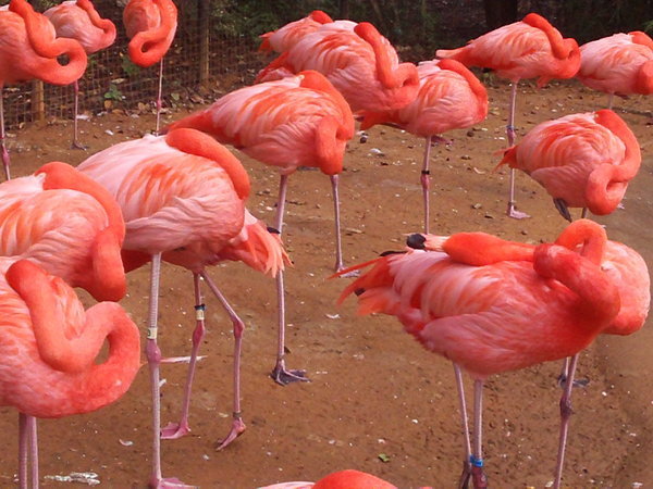 Orange Flamingos at the zoo