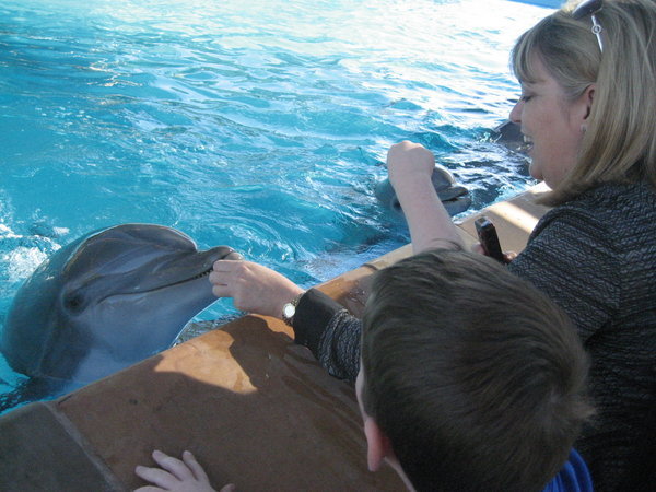 Feeding the dolphins