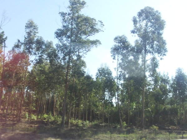Eucalyptus Trees in Vigo