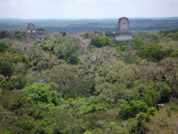 Tikal view from a pyramid